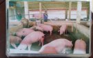 Bài tuyên truyền "Nói không với chất cấm trong chăn nuôi"